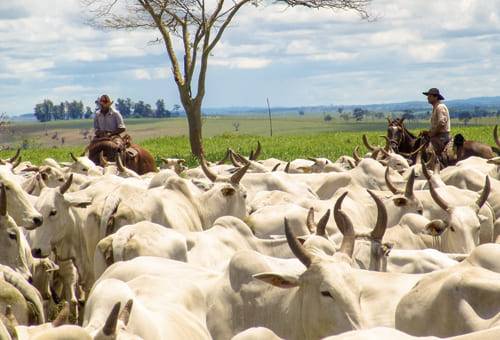 Ganadería, ganadería colombia, noticias ganaderas, noticias ganaderas colombia, CONtexto ganadero, huella de carbono, emisiones de gases de efecto invernadero, zonas agroecológicas en Colombia, ganadería sostenible en Colombia, manejo sostenible de ganadería en Colombai, reduccion de emisiones de gases de efecto invernadero en ganaderia