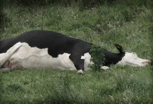 No curar, ganado enfermo, exigencias, bovino enfermo, rusticidad, adaptabilidad, Pastoreo ultra alta densidad, pastoreo ultra alta densidad colombia, recomendaciones pastoreo ultra alta densidad, experto pastoreo ultra alta densidad, vacas pasto, bovinos pasto, rendimiento ganado pasto, productividad bovina, eficiencia bovina, consumo de alimento, mejoramiento genético, manejo animal, CONtexto ganadero, ganaderos colombia, noticias ganaderas colombia