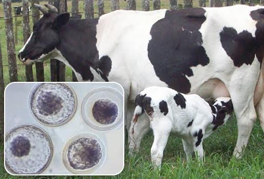 Lo que usted debe saber sobre el anestro lactacional | CONtexto Ganadero