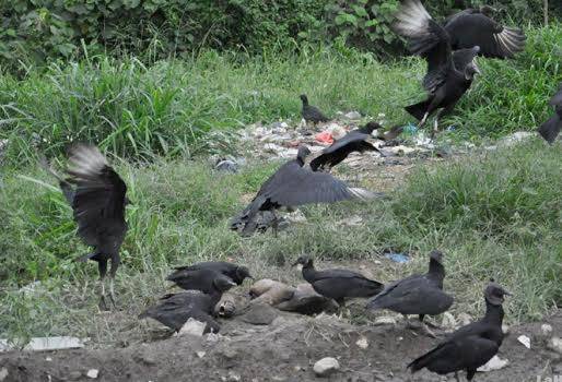 Gallinazos y ganadería 