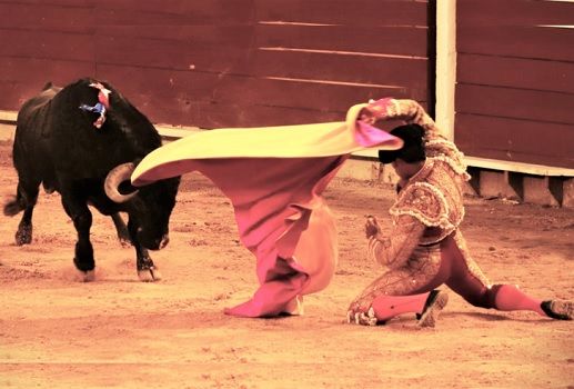Cali, Toros, toros de lidia, Cali 8ª de temporada, toros Cierre del año en Cali, Histórico, Del Toro al Infinito, Burladero.TV, Jorge Arturo Díaz Reyes, Suertematador, Emilio Méndez, Toros en el Mundo, altoroméxico.com, Tendido Siete, Guillermo Rodríguez, Cultoro, Emilio Méndez, Jorge Arturo Díaz Reyes): Mejor no, ganadería bovina, ganadería bovina Colombia, noticias ganaderas, noticias ganaderas Colombia, contextoganadero