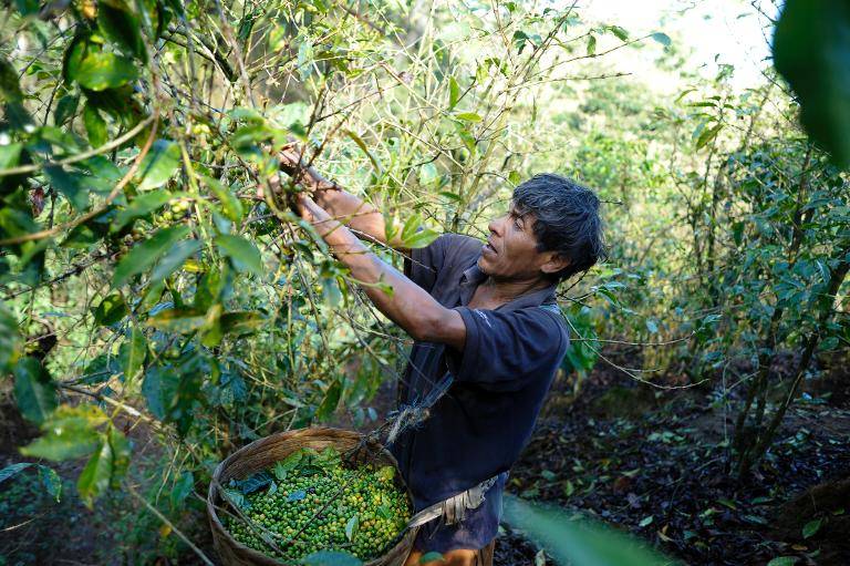cultivo de café brasil