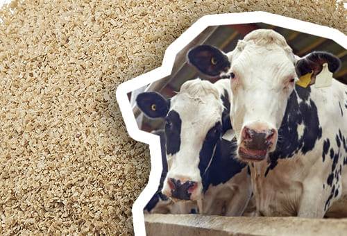 Cloruro de colina, Colina en vacas, suplementación con colina en vacas, qué es la colina en vacas, suplemento colina, propiedades de la colina en vacas, uso de colina en vacas, aminoácidos, aminoácidos en ganadería, aminoácidos rumiantes, ganaderos, ganaderos colombia, ganado, vacas, vacas Colombia, bovinos, Ganadería, ganadería colombia, noticias ganaderas, noticias ganaderas colombia, CONtexto ganadero, contextoganadero