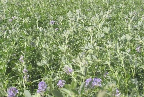 Alfalfa para ganado de cría