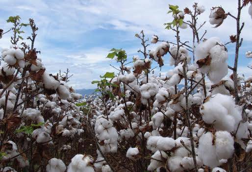 cosecha algodón tolima, cosecha algodón huila, aumento producción algodón en colombia, algodón colombiano, producción algodonera