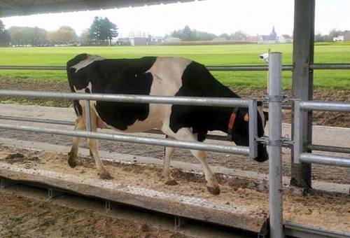 tecnología, innovación, vigilancia, control, vigiasan, España, movimiento de los animales, detección temprana, termografía, investigación, imágenes, videocámara, bienestar animal, ganadería, ganadería colombia, noticias ganaderas colombia, contexto ganadero