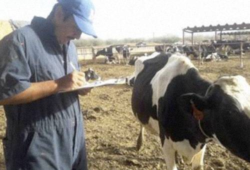 Campaña México brucelosis bovina, brucelosis bovina, brucelosis México, brucelosis ganado vacuno, ganadería México, producción ganadera de México, vacas México, brucelosis vacas, Senasica, Senasica brucelosis, alimentos méxico, alimentos méxico noticias, alimentos méxico campaña, alimentos méxico cifras, CONtexto ganadero, ganaderos Colombia, noticias ganaderas Colombia
