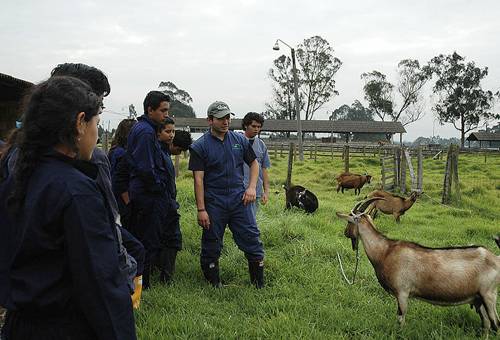 Estudiantes Zootecnia, Asociación Colombiana de Estudiantes de Zootecnia, programas zootecnia Colombia, zootecnia colombia, panorama de las carreras agropecuarias en Colombia, Ministerio de Educación de Colombia, carreras agropecuarias, universidades zootecnia, programa zootecnia, ganadería, ganadería colombia, CONtexto ganadero, ganaderos Colombia, noticias ganaderas Colombia