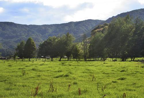 Malezas, plantas indicadoras