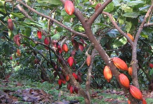 Cacaoteros de Santander endeudados con Banco Agrario