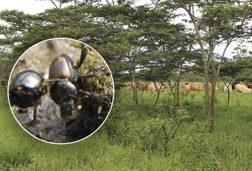 Escarabajos y sostenibilidad del paisaje ganadero | CONtexto Ganadero