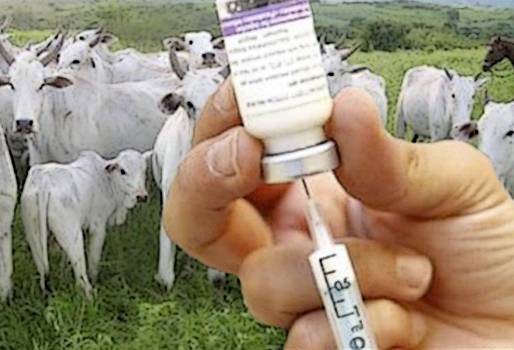 Ganaderos Córdoba Inocuidad, ganaderos Córdoba producción carne, inocuidad en ganadería, Taller teórico-práctico de inocuidad en la producción primaria de carne bovina, antibióticos ganadería, medicamentos en ganadería, tiempo retiro antibióticos, BPG, BPG ganaderos Córdoba, exportaciones carne Colombia, uso medicamentos ganadería, CONtexto ganadero, ganaderos colombia, noticias ganaderas colombia