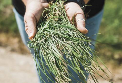 nutrición, pastos, Forrajes, raigrás, indicadores, finca, lechería, pastoreo, rotación, consumo, primera cosecha, germinación, primera hoja, macollamiento, rebrote, Pradera, área, profundidad, densidad, bocado, nutrientes, bro¬matológicos, Costos de Producción, alimento balanceado, dieta, desempeño reproductivo, estructura ósea, dental, acidosis, regulación, presión osmótica, balance electrolí¬tico, Ganadería, ganadería colombia, noticias ganaderas colombia, CONtexto ganadero