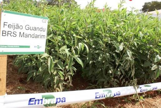 Colombia, alimentación de los bovinos, pasto mandarím, pasto Guandul BRS Mandarim, Héctor José Anzola Vásquez, MVZ; M. Sc; Ph. D., Freddy Leandro Ruiz Hernández, CONtexto ganadero, ganadería Colombia, Noticias ganaderas Colombia