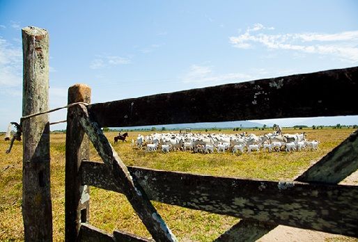 A lo largo de cinco meses, los encuestadores visitarán más de 5,2 millones de establecimientos agropecuarios en todo el país, y los resultados del Censo 2017 se darán a conocer por el IBGE en 2018. Foto: agenciadenoticias.ibge.gov.br Brasil, Censo Agropecuario del IBGE 2017, CONtexto ganadero, ganadería colombia, noticias ganaderas colombia