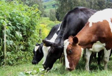 Uno de los temas de las charlas serán los sistemas silvopastoriles. Foto: CONtexto Ganadero. Día de campo Fedegán