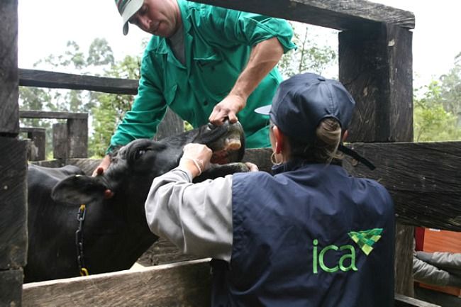 Si Ecuador y Venezuela ejercen mecanismos de control de la enfermedad, la región del sur podría eliminar la patología. Foto: Fao. fiebe aftosa