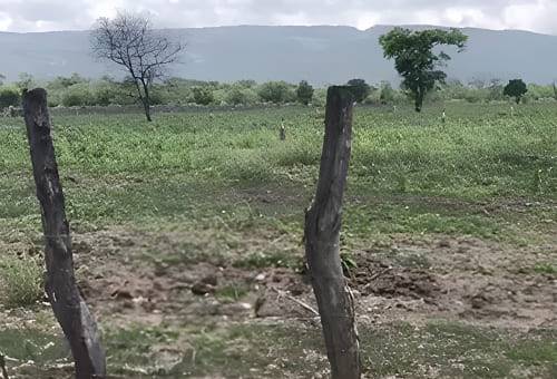 Indígenas de la Guajira piden ayuda a instituciones para fortalecer sus ganaderías 