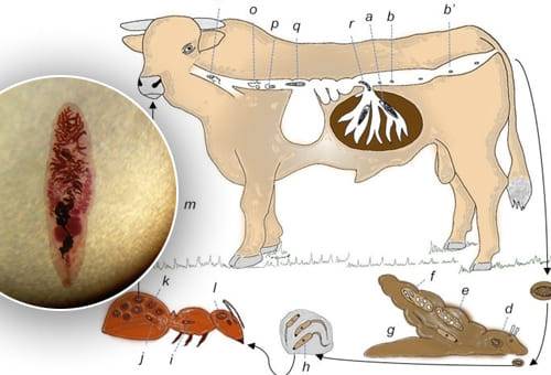 Dicroceliosis, dicroceliosis bovina, dicroceliasis, dicroceliosis en bovinos, Parásitos en bovinos, enfermedad rara en bovinos, dicroceliosis en vacas, dicroceliosis bovina en Colombia, Dicrocoellum Dentriticum, ganado bovino, ganadería bovina, ganaderos, ganaderos colombia, ganado, vacas, vacas Colombia, bovinos, Ganadería, ganadería colombia, noticias ganaderas, noticias ganaderas colombia, CONtexto ganadero, contextoganadero