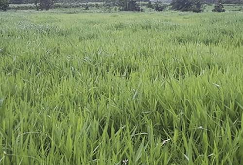 hato, terreno, Producción, bovinos, suelo, nutrientes, pasto Cayman, forraje, versátil, rentabilidad, productor ganadero, calidad, resistencia, suelos húmedos, encharcados, brachiarias, Sequía, adaptabilidad, terrenos ácidos, calidad nutricional, alimento, crecimiento, producción de leche, carne, semillas, Ganadería, ganadería colombia, noticias ganaderas colombia, CONtexto ganadero