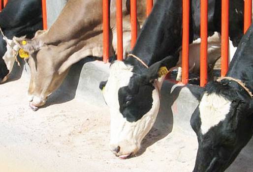 Bicarbonato de sodio en vacas lecheras, bicarbonato de sodio bovinos, bicarbonato de sodio rumiantes, bicarbonato sódico vacas lecheras, bicarbonato de sodio en vacas de Colombia, CONtexto ganadero, ganaderos colombia, noticias ganaderas colombia