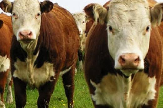 Argentina, Argentina exportará alimentos a Estados Unidos, Argentina exportará alimentos a Estados Unidos con aranacel cero, CONtexto ganadero, ganadería Colombia, Noticias ganaderas Colombia