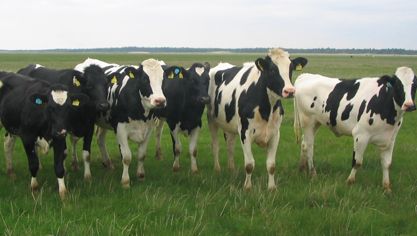 La situación para el sector pecuario uruguayo se normalizará en estos 10 años. Foto: CONtexto Ganadero. Sector pecuario en Uruguay