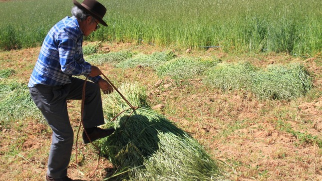 Cuidados y mantenimiento para un buen pasto y forraje | CONtexto Ganadero
