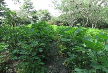 Sistemas silvopastoriles colombia
