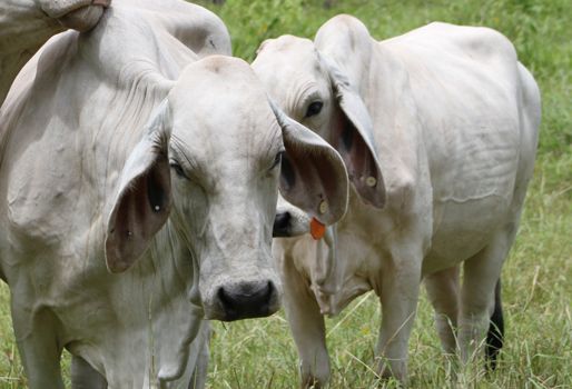 Ganadería en Casanare