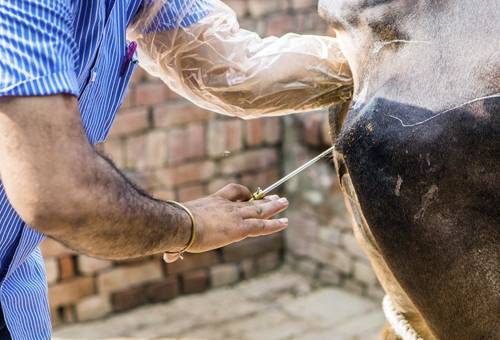 Ganadería, ganadería colombia, noticias ganaderas, noticias ganaderas colombia, CONtexto ganadero, pajillas, uso de pajillas, cuidado con la pajillas, Inseminación artificial a término fijo, inseminación artificial, semen bovino, cuidado del semen, congelamiento del semen, proceso inseminación artificial, cuidado proceso inseminación artificial