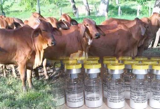 Androgenizar novillas, Androgenizar novillas Colombia, celos bovinos, detección del celo en vacas, herramientas para detectar el celo de las vacas, celo vacas, ciclo estral vacas, entrada calor vacas, CONtexto ganadero, ganaderos Colombia