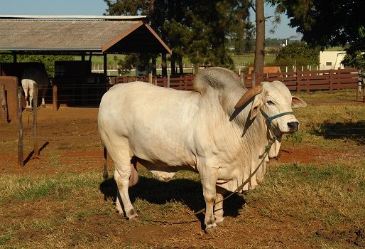 modelo de animal completo,edad al nacer, peso al destete,ganancia de peso al destete, CONtexto ganadero