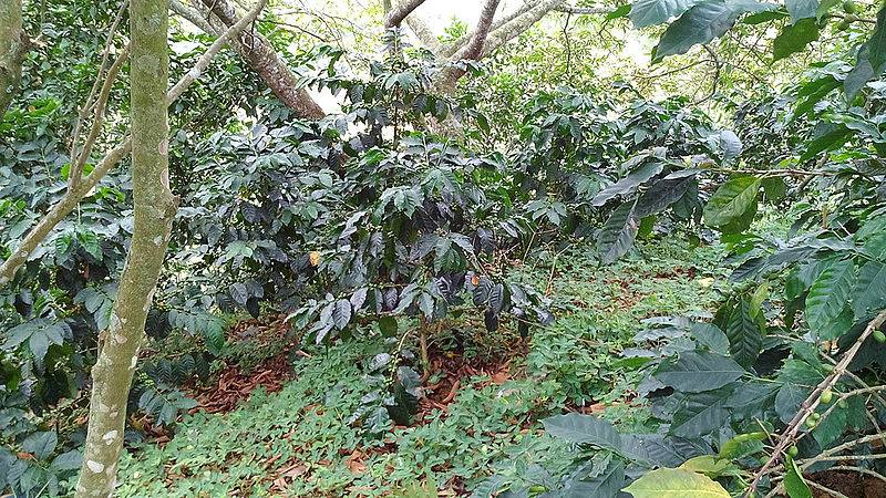 ganadería, ganadería colombia, noticias ganaderas, noticias ganaderas colombia, contexto ganadero, métodos agroecológicos, mesobiota, colémbolos, ácaros, nematodos, Élida Marín Beitia, Universidad Nacional sede Palmira, Santa Rosa de Tapias, gas de efecto invernadero, mitigación del cambio climático, sistemas agroecológicos, material vegetal, erosión, diversidad de organismos, 