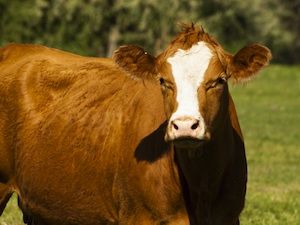 A República Dominicana fueron enviados 15 vientres y 93 hembras de ganado de las razas Cebuinas, Girolando y Brangus. Foto: Carnetec Razas bovinas de México
