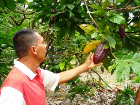 Sector agropecuario en Risaralda 