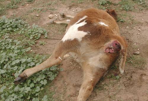 enterotoxemia bovina, enfermedades del ganado, enfermedades bovinas, enfermedades clostridiales, intestinos del ganado, muerte subita bovinos