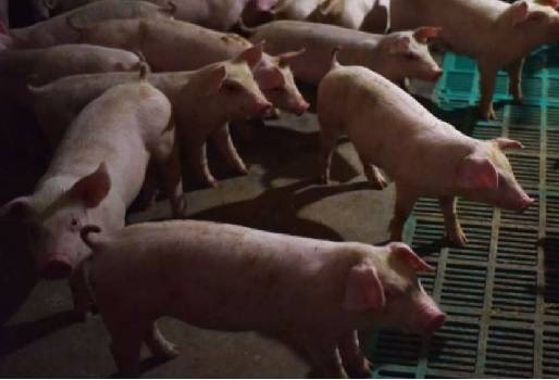 PPA, China, peste porcina en China, FAO, Reunión urgente en Bangkok sobre PPA,  riesgo de propagación en Asia, epidemia de peste porcina africana, alta probabilidad de que la peste porcina africana traspase las fronteras, países vecinos de China (Camboya, Japón, Laos, Mongolia, Birmania, Filipinas, Corea del Sur, Tailandia y Vietnam), protocolo regional, Ganadería, ganadería colombiana, noticias ganaderas, noticias ganaderas Colombia, CONtexto ganadero