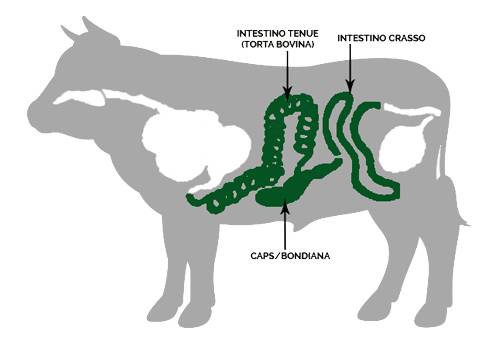 Intestino grueso bovinos, intestino delgado del bovino, intestino grueso de la vaca, sistema digestivo del bovino pdf, estomago bovino, funcion del abomaso rumiantes, animales rumiantes, cuanto mide el intestino de los rumiantes, ganaderos, ganaderos colombia, ganado, bovinos, ganado bovino, Ganadería, ganadería colombia, noticias ganaderas, noticias ganaderas colombia, CONtexto ganadero, contextoganadero