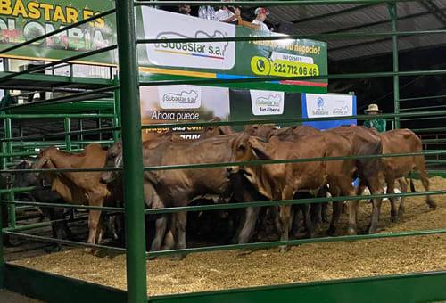 Subastar SA, subastar San Alberto Cesar, evento de ganadería, Venta de ganado, venta de bovinos en Colombia, precio del ganado en Colombia, venta de ganado en Cesar, subasta ganado, subasta brahman rojo, brahman rojo, brahman gris, senepol, simbrah, brangus, ganado bovino, ganadería bovina, carne, leche, ganaderos, ganaderos colombia, ganado, vacas, vacas Colombia, bovinos, Ganadería, ganadería colombia, noticias ganaderas, noticias ganaderas colombia, CONtexto ganadero, contextoganadero