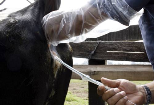 ganadería, ganadería colombia, noticias ganaderas, noticias ganaderas colombia, contexto ganadero, productores de Arauca, mejoramiento genético, mejoramiento genético en Arauca, inseminación artificial, inseminación artificial a término fijo, inseminación artificial a término fijo en Arauca, proyecto inseminación artificial en arauca