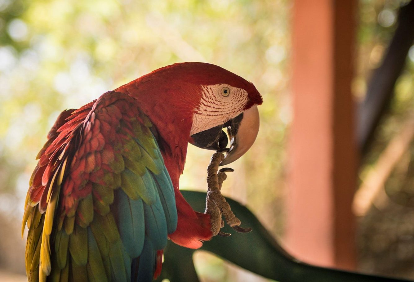 ganadería, ganadería colombia, noticias ganaderas, noticias ganaderas colombia, contexto ganadero, banco mundial, banco mundial en colombia, cuidado biodiversidad, biodiversidad amazonía, amazonía colombia, Fundación Omacha, diversidad biológica, Proyecto de Desarrollo Sostenible con Bajos Niveles de Emisión de Carbono, 