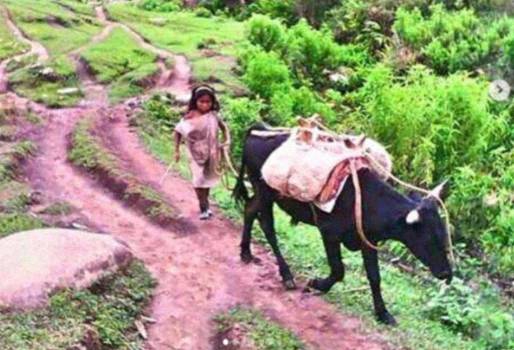 Razas criollas colombianas, raza criolla Serrana, ganado de los indígenas Kogui, ganado de las alturas, ganado de la Sierra Nevada