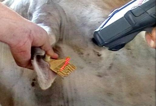 Trazabilidad carne paraguay, Trazabilidad carne paraguay noticias, Trazabilidad carne paraguay cifras, sistema Trazabilidad carne paraguay, CONtexto ganadero