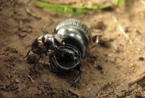ganadería, ganadería colombia, noticias ganaderas, noticias ganaderas colombia, contexto ganadero, escarabajo estercolero, cucarrón estercolero, cucarrón del estiércol, cuidado del escarabajo estercolero, protección escarabajo estercolero, ivermectinas, aplicaciones ivermectinas 