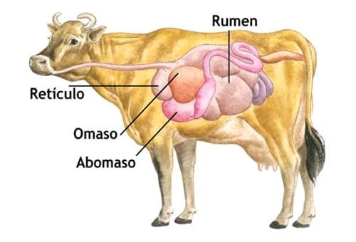 Destete 6 meses, destete terneros, destete crías bovinas, destete bovinos, desleche, destete transición, manejo de los terneros, alimentación de terneros, cría de terneros, destetar terneros, métodos para destetar, cómo manejar terneros destetados, ganado bovino, ganadería bovina, carne, leche, ganaderos, ganaderos colombia, ganado, vacas, vacas Colombia, bovinos, Ganadería, ganadería colombia, noticias ganaderas, noticias ganaderas colombia, CONtexto ganadero, contextoganadero