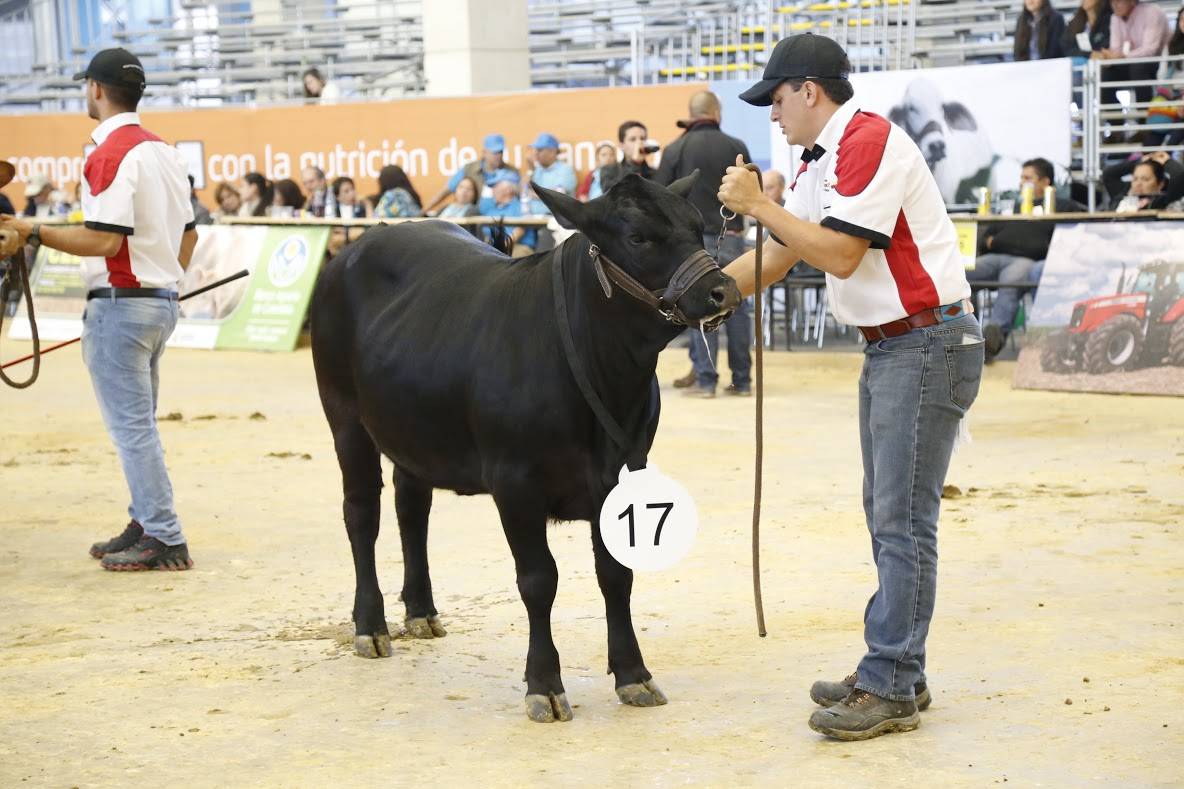 ii feria nacional de la ganadería colombia