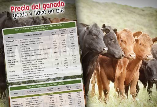 Precio del ganado, precio del ganado en colombia, subastas en colombia, subasta de ganado, subasta de ganado en colombia, precio del ganado noviembre, precio del ganado en Antioquia, precio de ganado en Bogotá, ganadería colombia, noticias ganaderas colombia, contexto ganadero