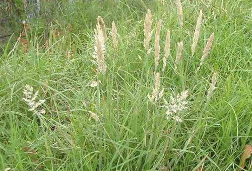 Ganadería, ganadería colombia, noticias ganaderas, noticias ganaderas colombia, CONtexto ganadero, Falsa poa, siembra del pasto falsa poa, pasto falsa poa, produccion de semilla del pasto falsa poa, manejo del pasto falsa poa, crecimiento pasto falsa poa