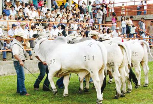 Feria, exposición, juzgamiento, ganado, cebú, Purificación, Tolima